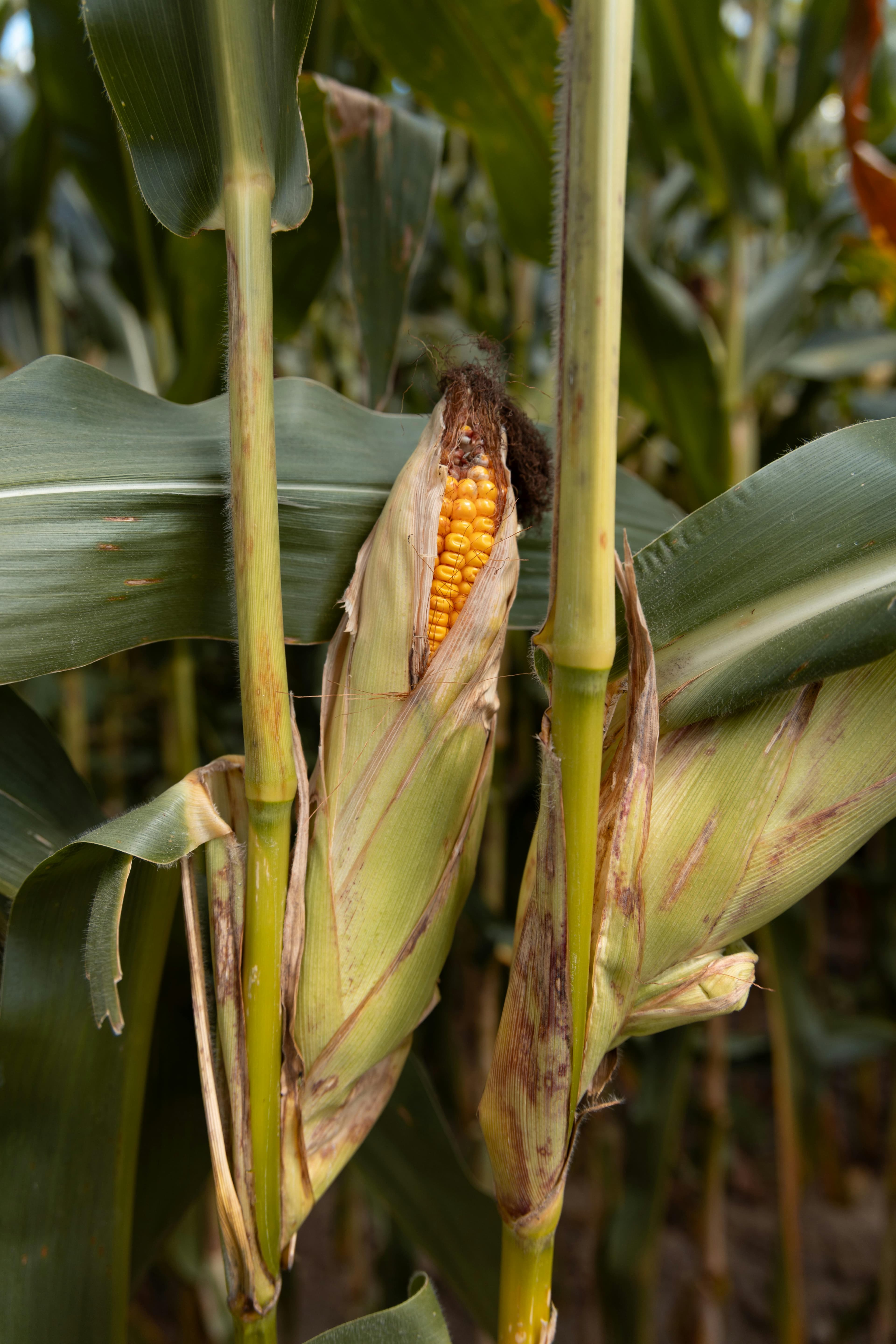 Services page banner